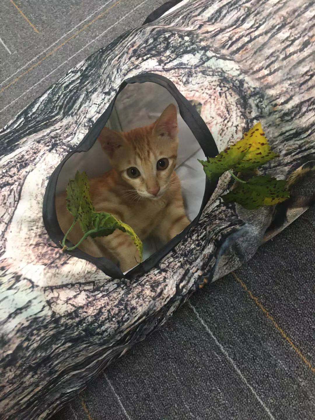 Pawmonts Hideaway Play Tunnel