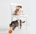 Pawmonts Whisker Orbit Ball